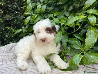 Bordoodle dogs F1 extensive genetic testing/full refund guarantee - Advert 6