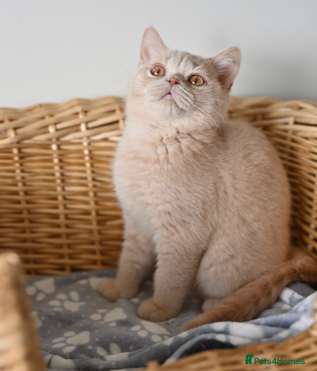 British Shorthair cats for sale: GCCF reg kittens looking for loving homes  - Image 26