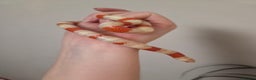 Milk Snake reptiles for sale: Albino milk snake - Advert 1
