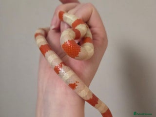 Milk Snake reptiles Albino milk snake - Advert 1