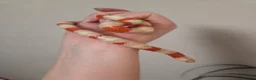 Milk Snake reptiles for sale: Albino milk snake - Advert 1