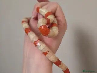 Milk Snake reptiles Albino milk snake - Advert 17