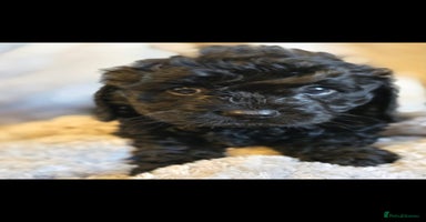 Cavapoo dogs - Advert 10
