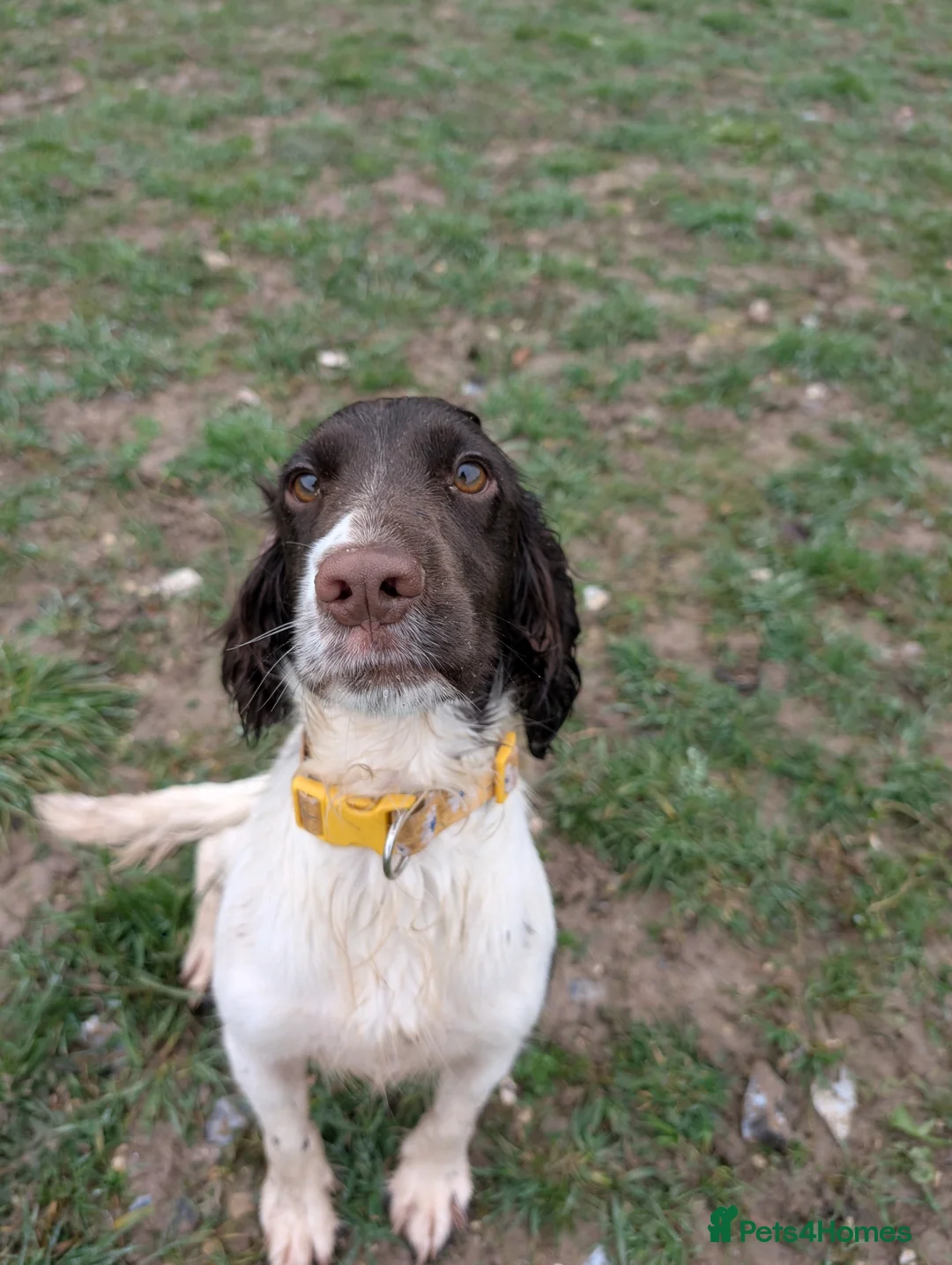 Cocker Spaniel dogs for sale: Working Female Cocker Spaniel  - Advert 3