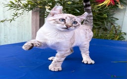 Keetso cats for sale: Wild looking polydactyl curled eared snow leopard  - Image 19