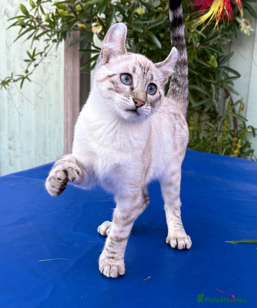Keetso cats for sale: Wild looking polydactyl curled eared snow leopard  - Image 19