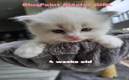 Ragdoll cats for sale: Beautiful Chunky Pure Breed Ragdoll kittens - Image 2