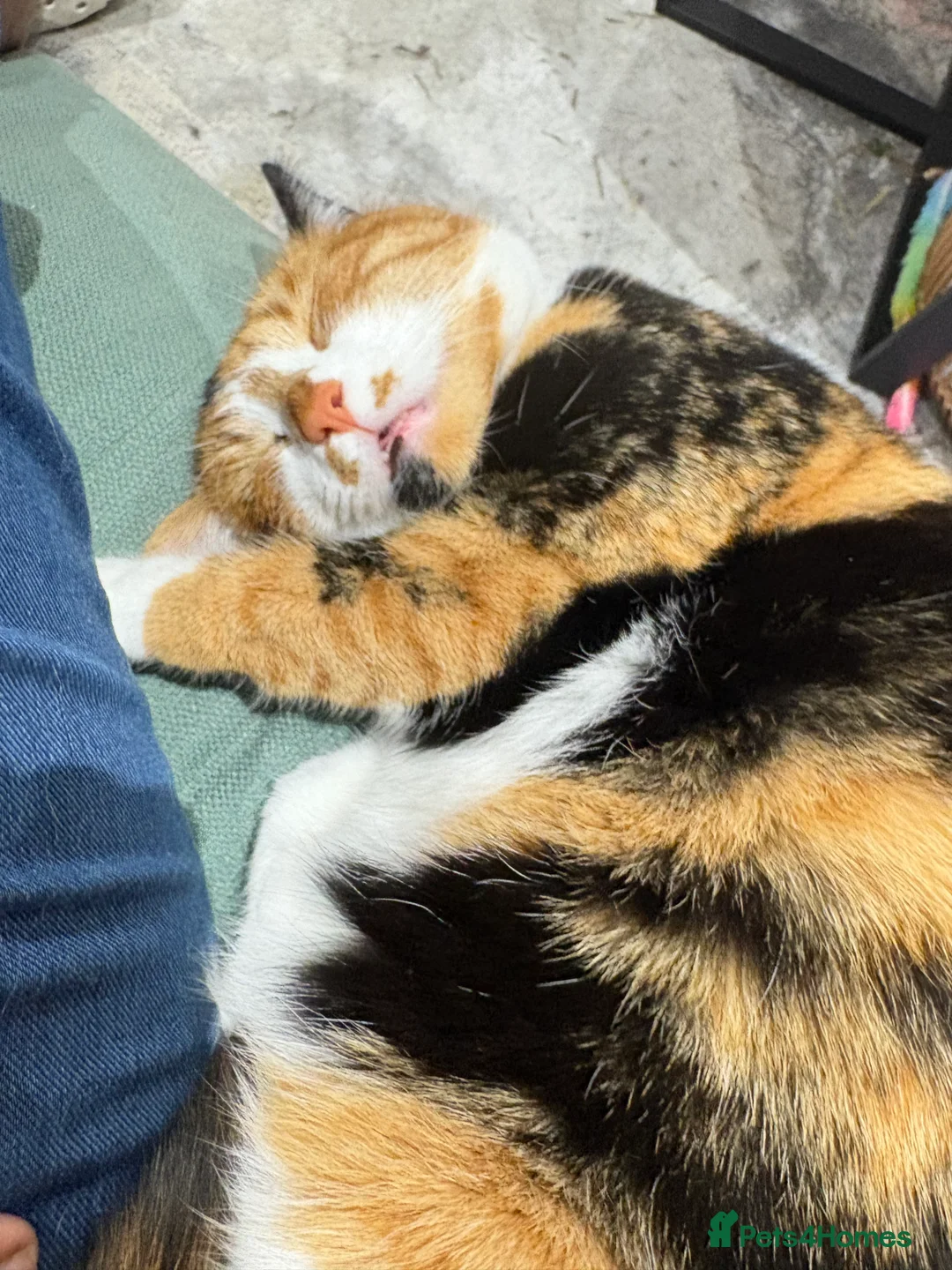 Mixed Breed cats for sale: Mochi Kimchi & Miso - Advert 28