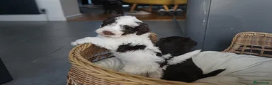 Schnoodle 2