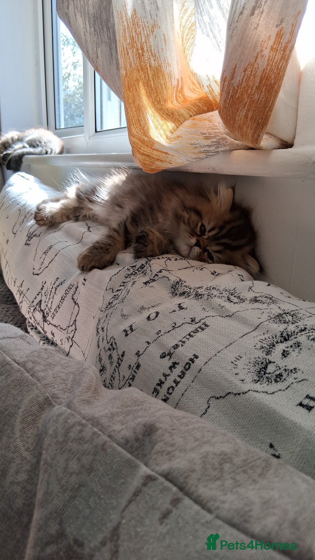 Persian cats for sale: Adorable pure Persian  - Image 10