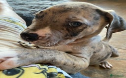 Mixed Breed dogs for sale: NORTH AMERICAN MASTIFF - Image 5