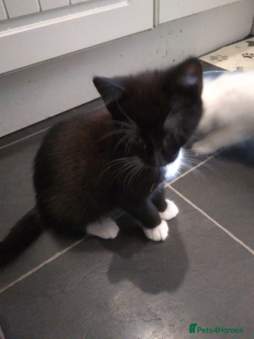 British Longhair cats for sale: Fluffy 1 - Advert 1