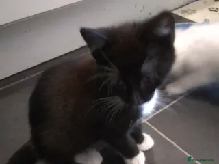 British Longhair cats Fluffy 1 - Advert 1