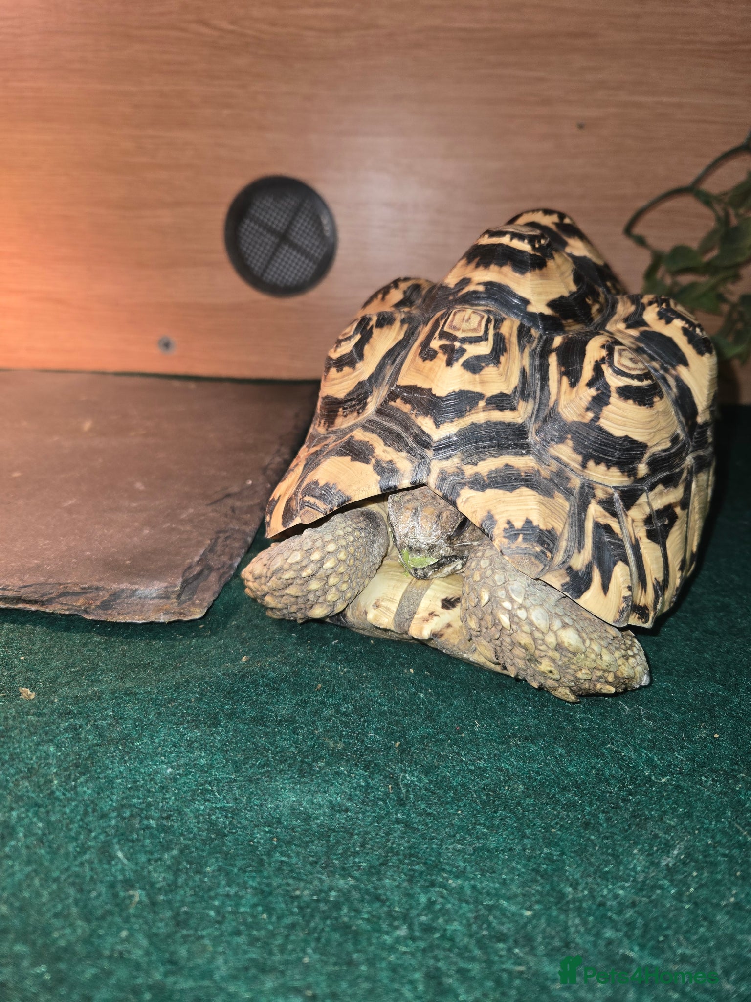 Tortoise reptiles Leopard tortoise - Advert 2