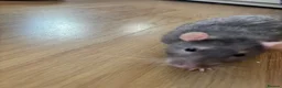 Rat rodents for sale: 3 lovely boy rats looking for a new home  - Advert 1