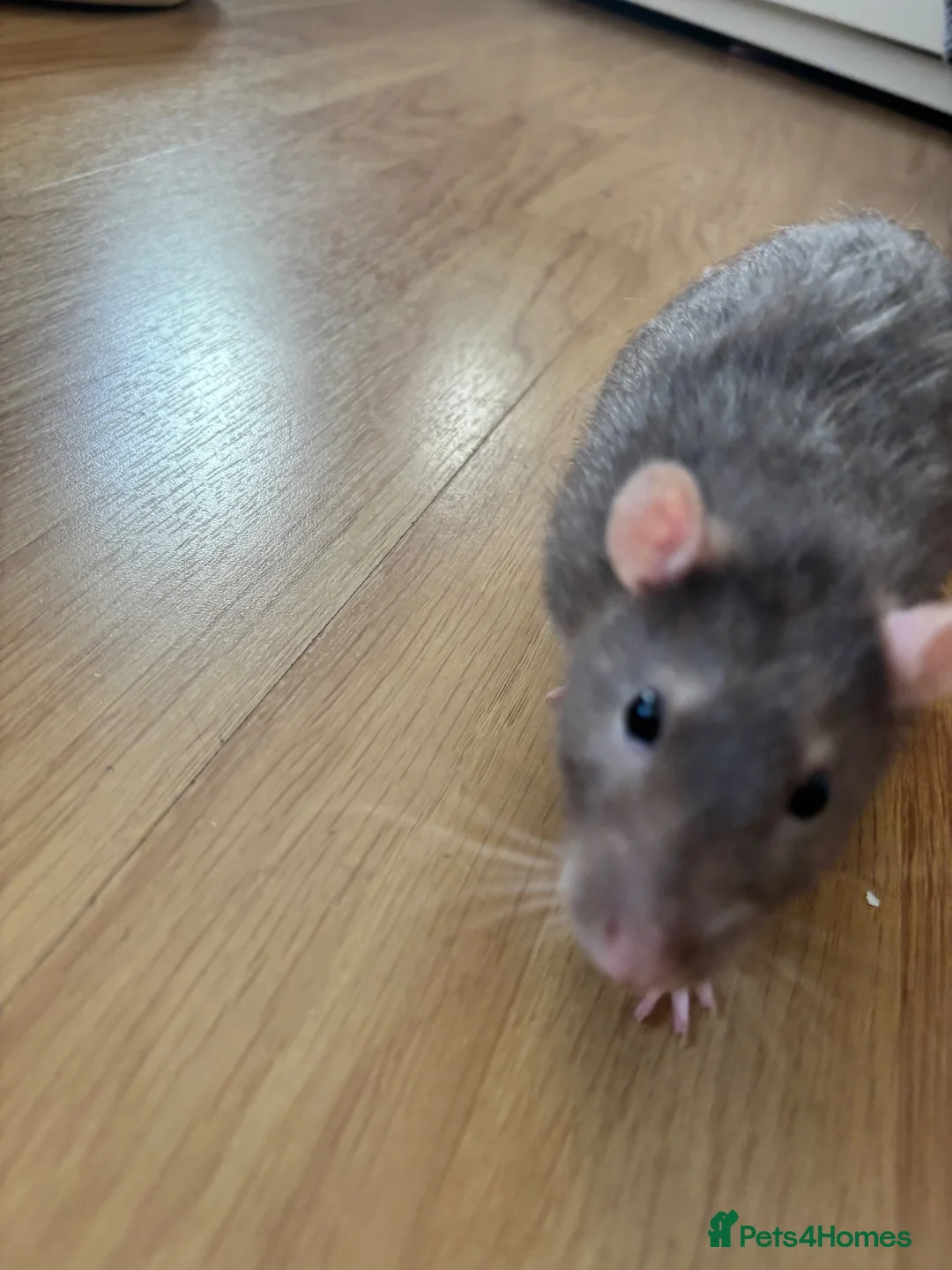 Rat rodents for sale: 3 lovely boy rats looking for a new home  - Advert 1