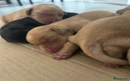 Springador dogs for sale: 3/4 Labrador (Springador x Labrador) Pups for Sale - Image 20
