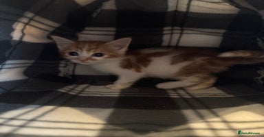 Mixed Breed cats - Advert 7