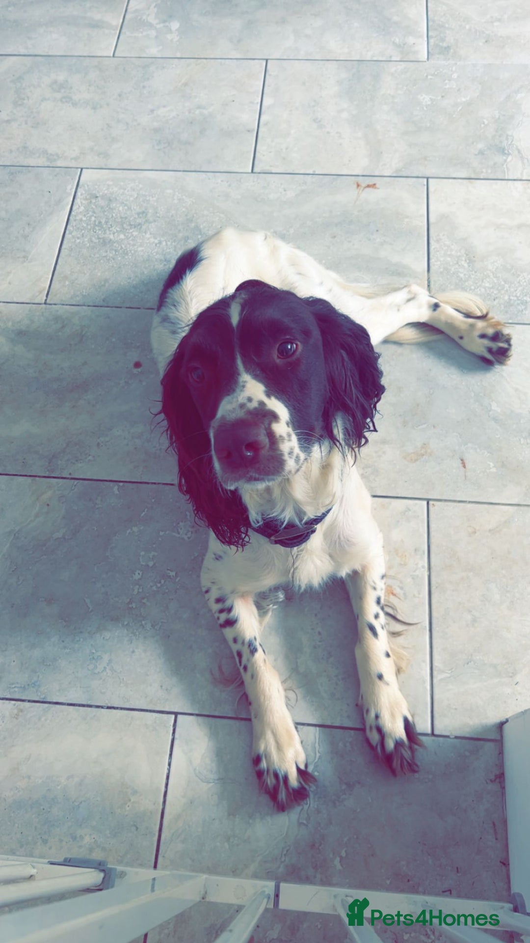 English Springer Spaniel dogs for sale: KC English Springer Spaniel Pups  - Advert 6