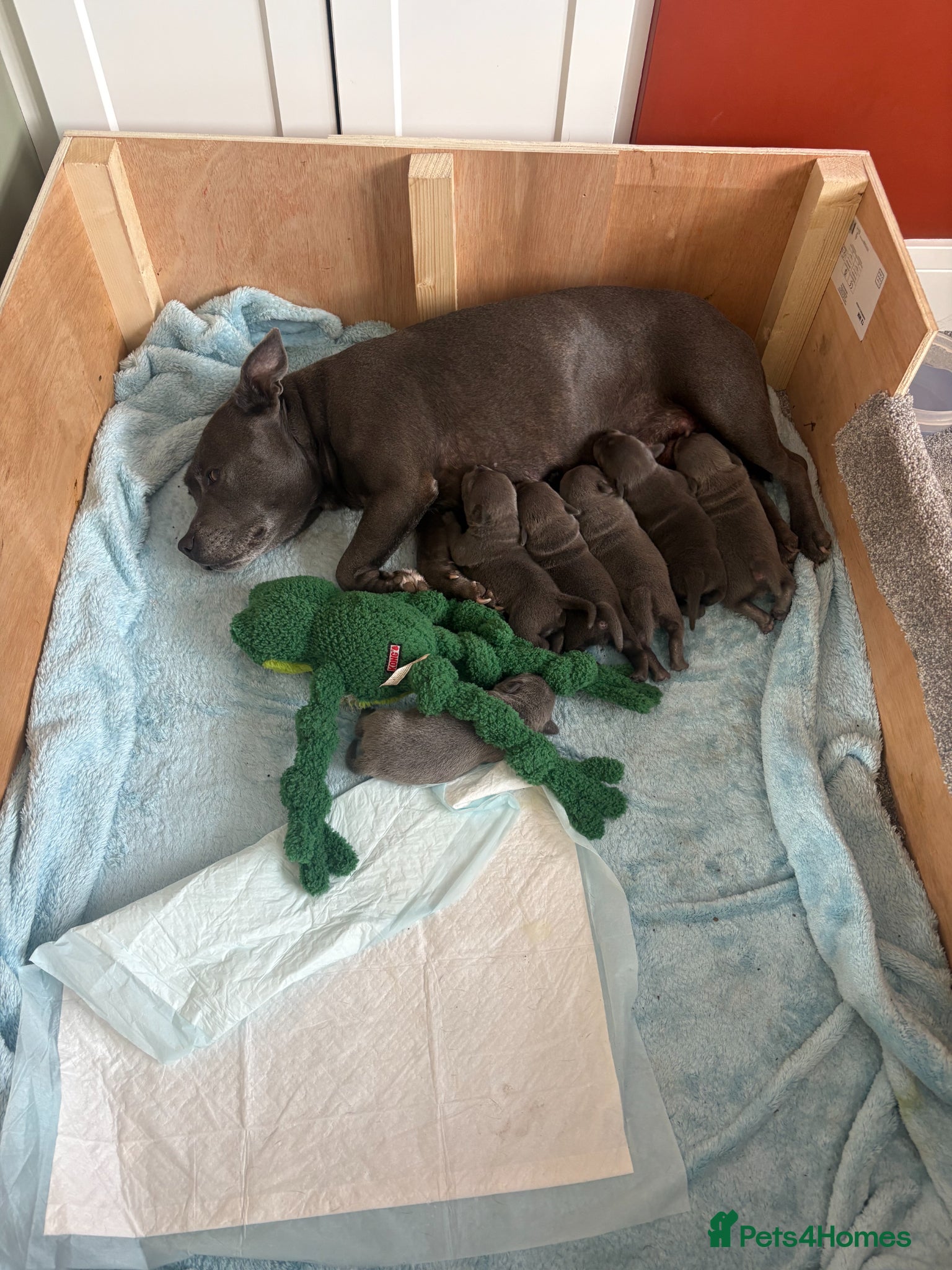 Staffordshire Bull Terrier dogs KC Registered Blue & Lilac Staffy Puppies 🐾 - Advert 3