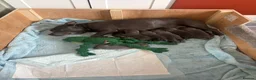 Staffordshire Bull Terrier dogs for sale: KC Registered Blue & Lilac Staffy Puppies 🐾 - Advert 7