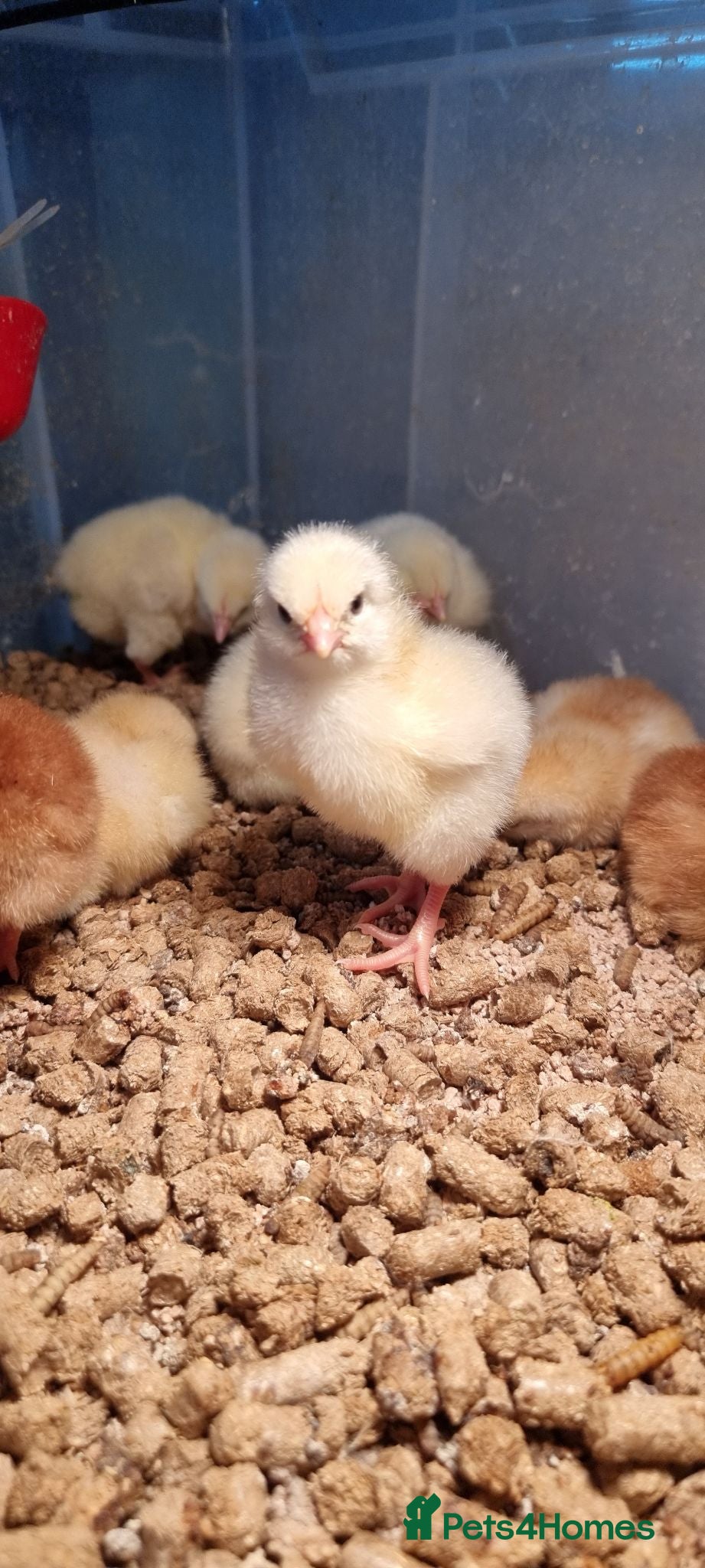 Chickens poultry Light Sussex & Rhode Island Red Chicks – Unsexed - Advert 2