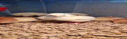 Chickens poultry for sale: Light Sussex & Rhode Island Red Chicks – Unsexed - Advert 2