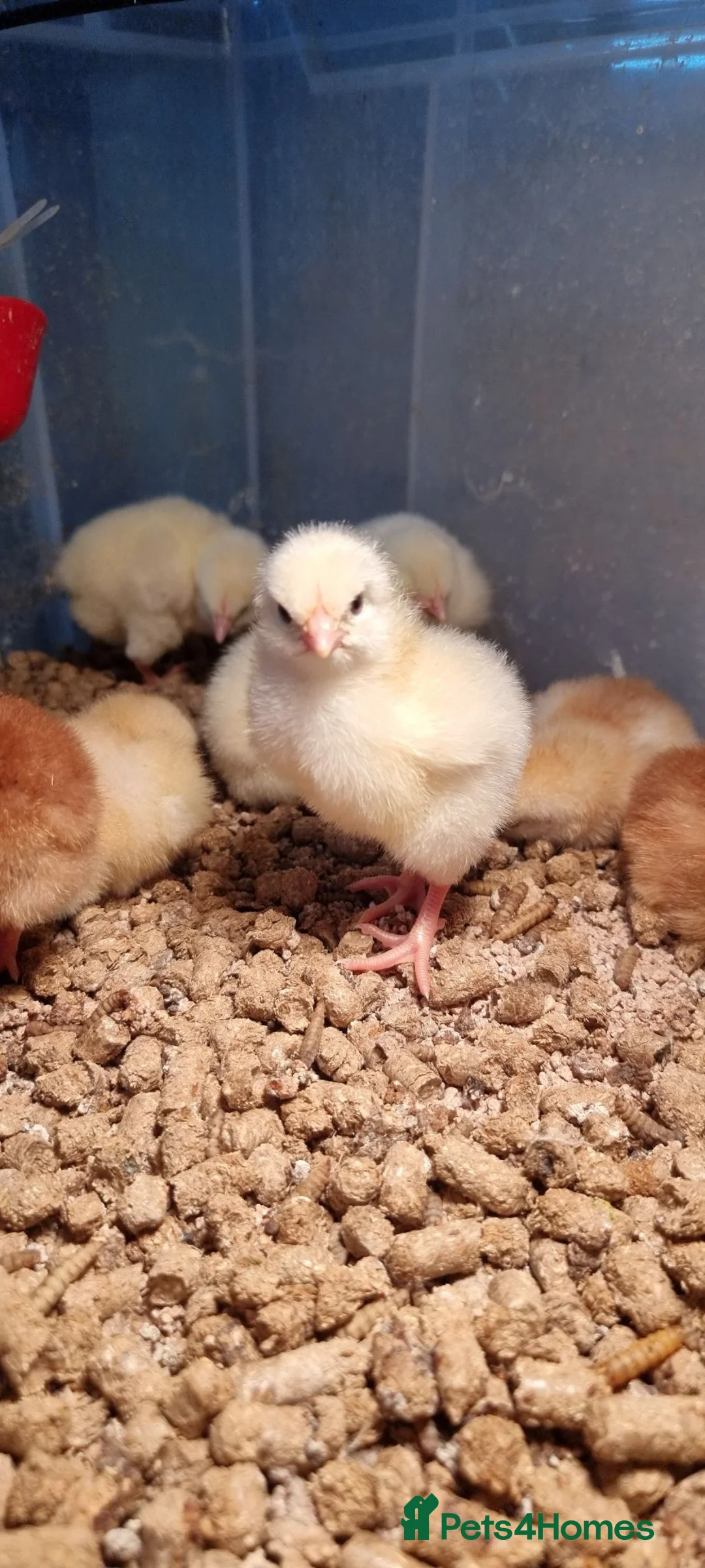 Chickens poultry for sale: Light Sussex & Rhode Island Red Chicks – Unsexed - Advert 2
