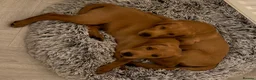 Labrador Retriever dogs for sale: Duel purpose Labrador  - Advert 7