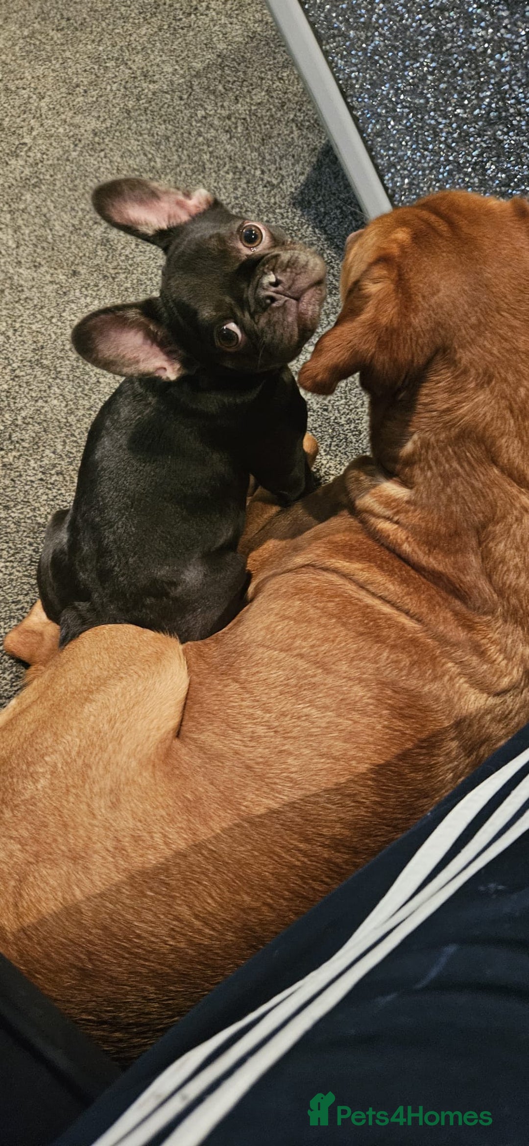 French Bulldog dogs for sale: Kc miniature French bulldog  - Image 6