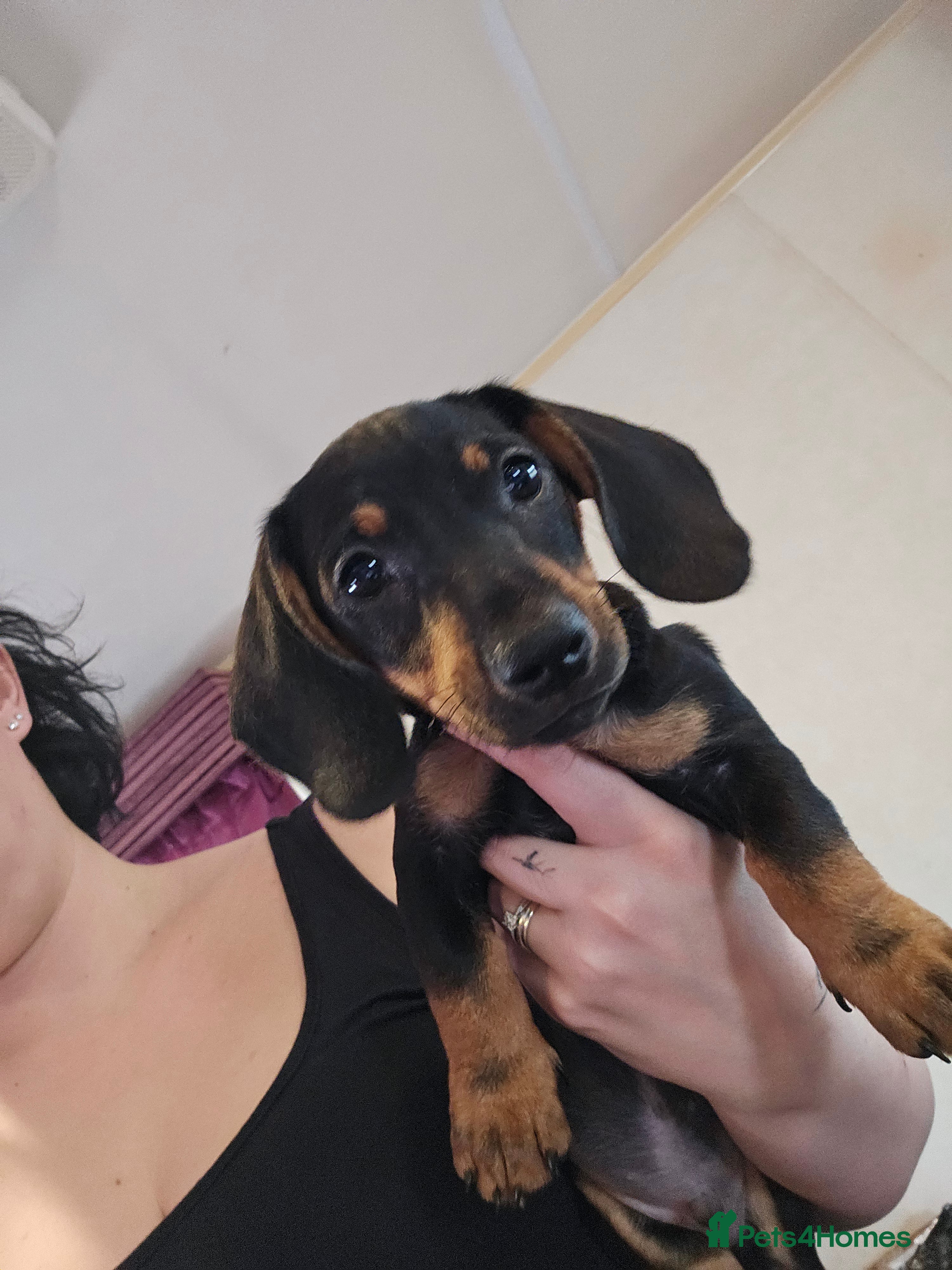 Chiweenie dogs LAST BOY Chiweenie X Dachshund - Advert 1