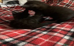 Mixed Breed cats for sale: 2 x Beautiful Kittens  - Image 7