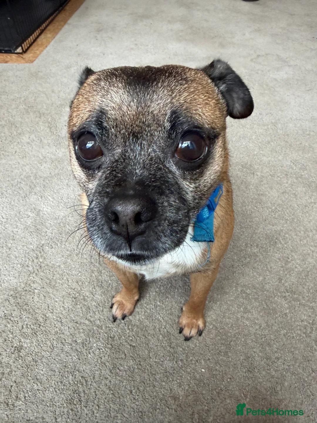 Mixed Breed dogs for sale: Rocco the jug - Advert 4