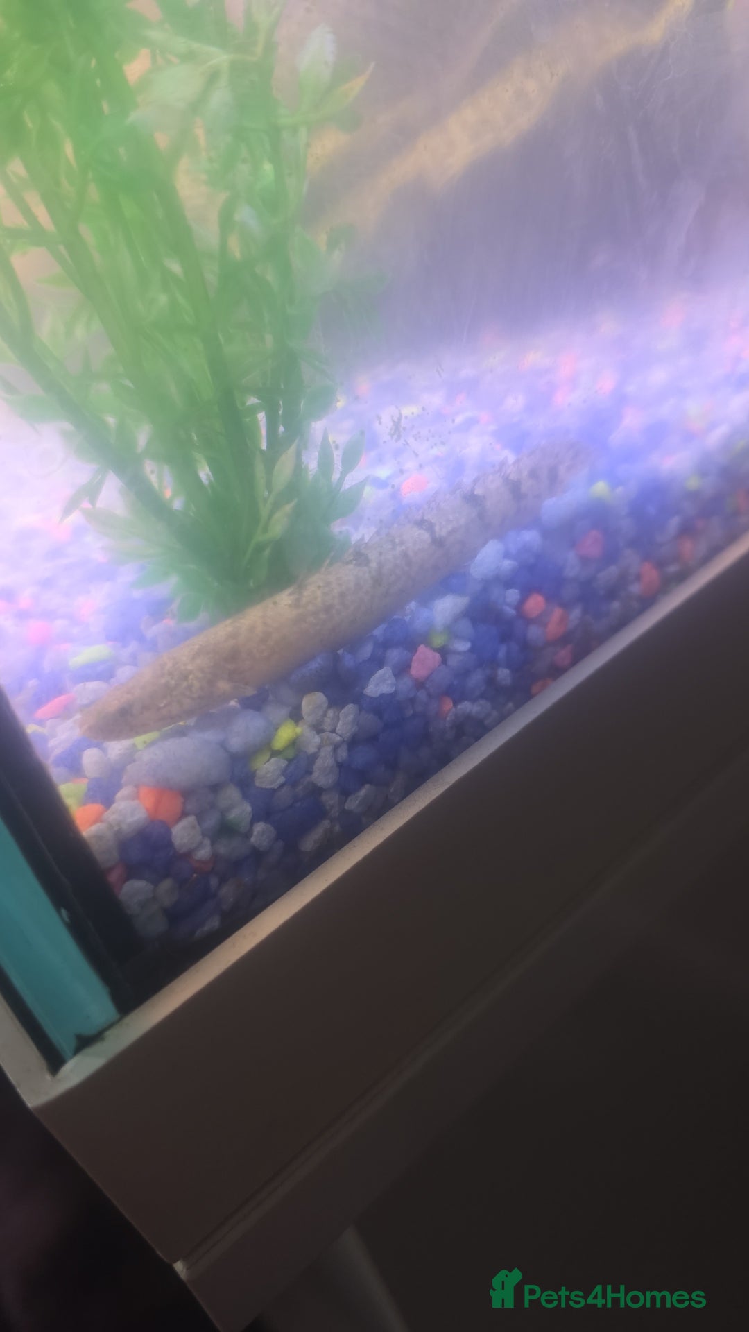 Plecos fish for sale: 4ft tank and fish  - Image 7