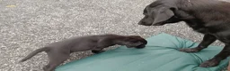 Labrador Retriever dogs for sale: pedigree Labrador puppys - Advert 13