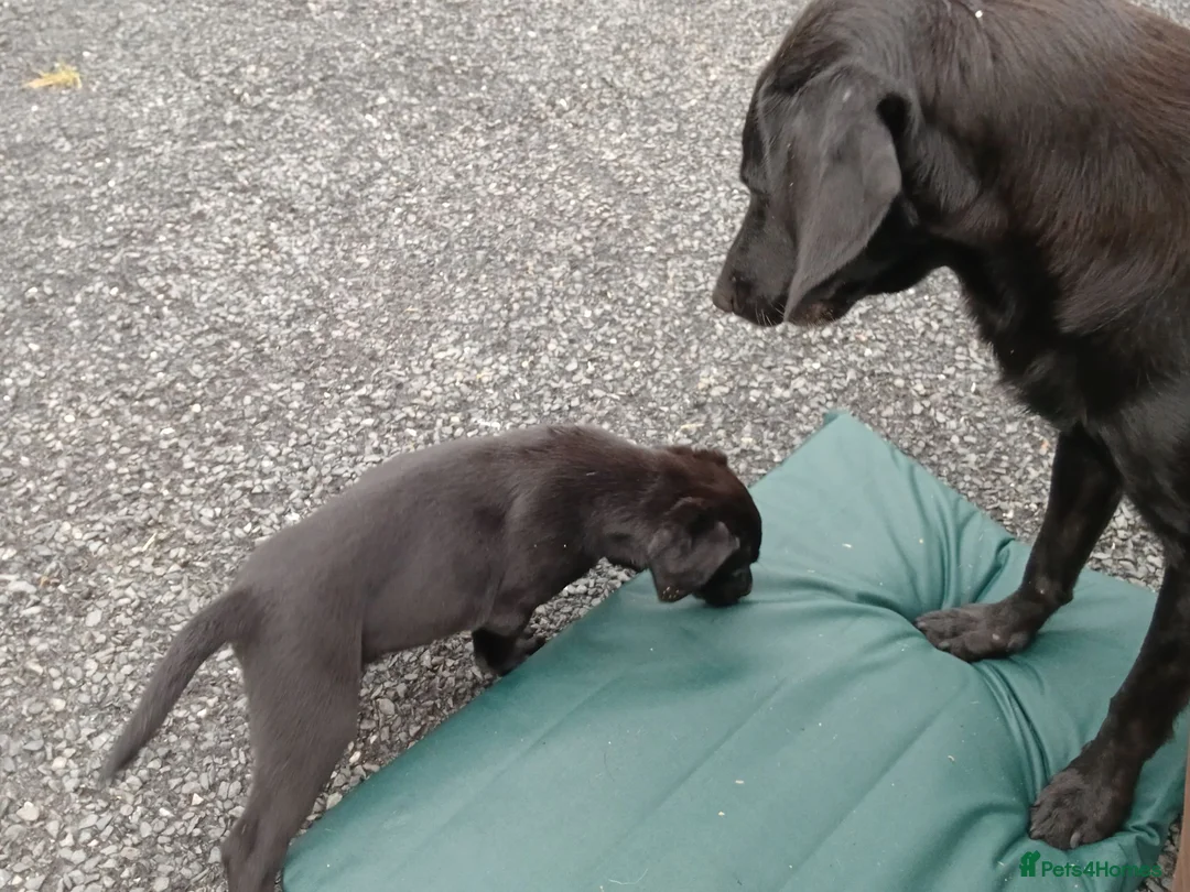 Labrador Retriever dogs for sale: pedigree Labrador puppys - Advert 13