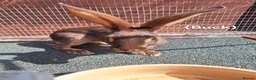 Belgian Hares rabbits for sale: Young pure bred hares for sale - Advert 10