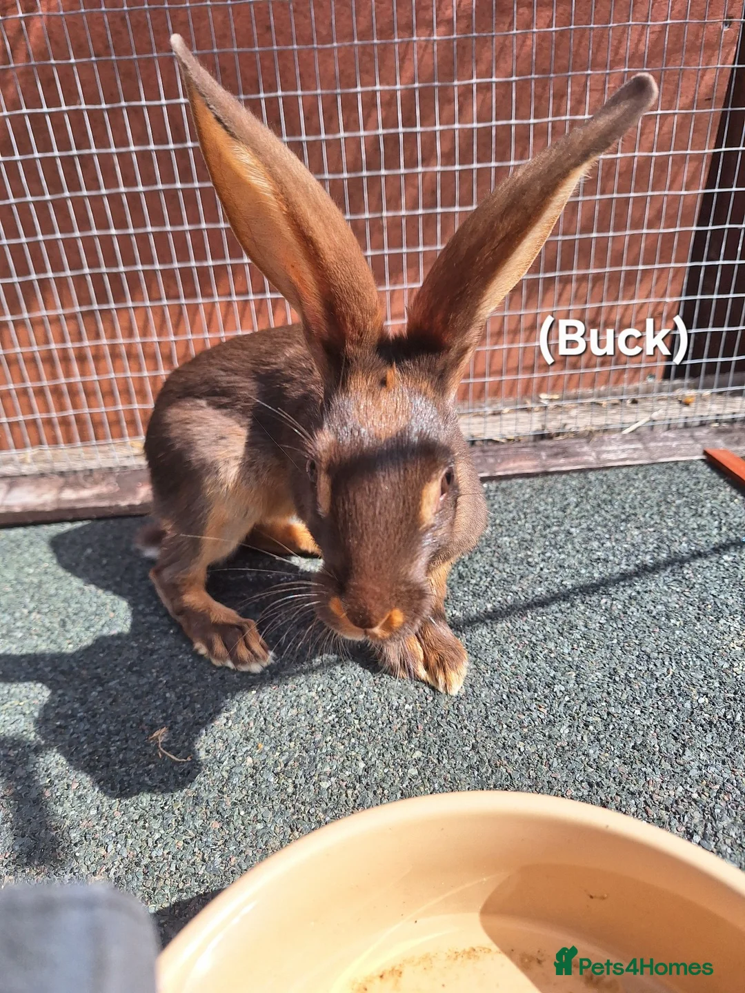 Belgian Hares rabbits for sale: Young pure bred hares for sale - Advert 10
