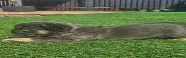 Purple collar