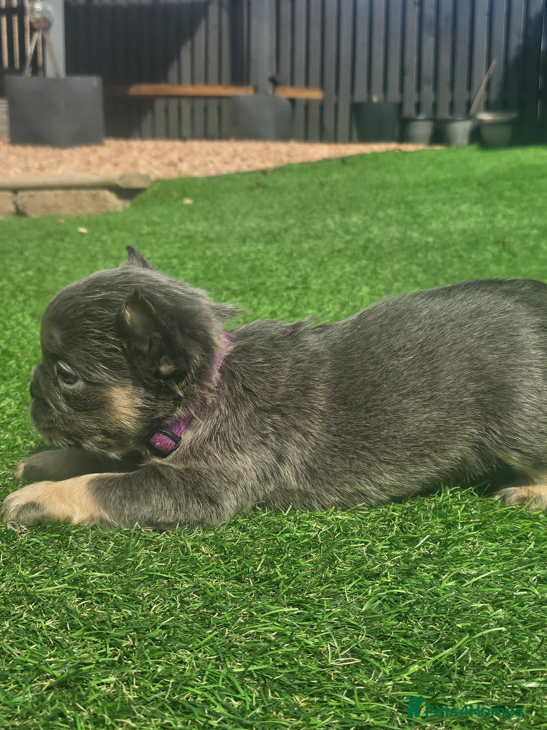French Bulldog dogs for sale: Fluffy french bulldogs - Advert 2