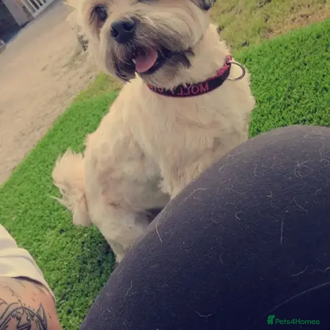 Zuchon dogs for sale: Bishon X - Advert 1