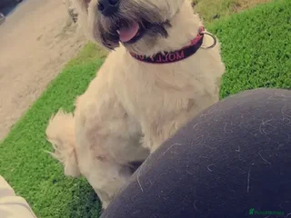 Zuchon dogs Bishon X - Advert 1