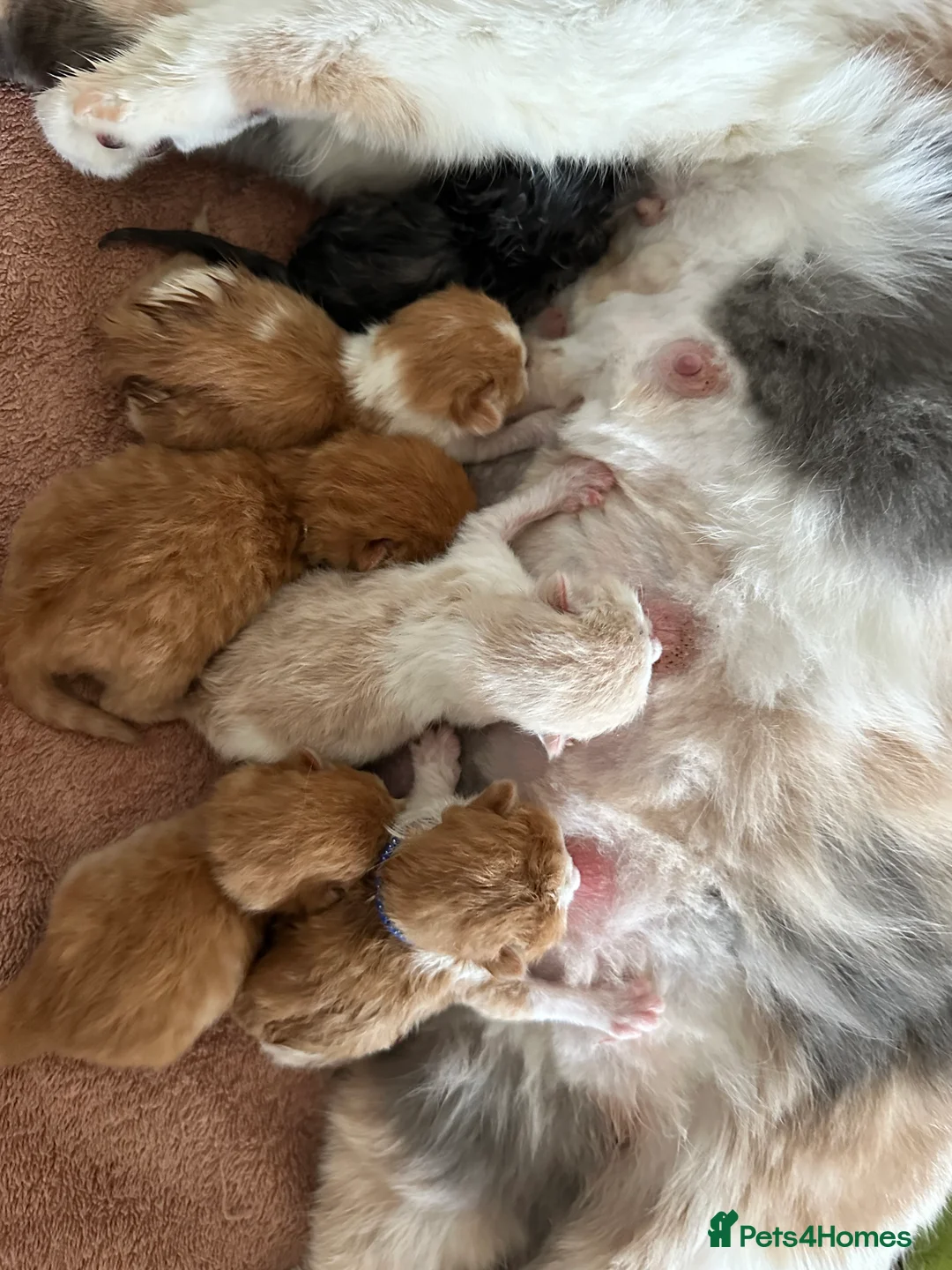 British Shorthair cats for sale: British Shorthair Chunky kittens - Advert 37