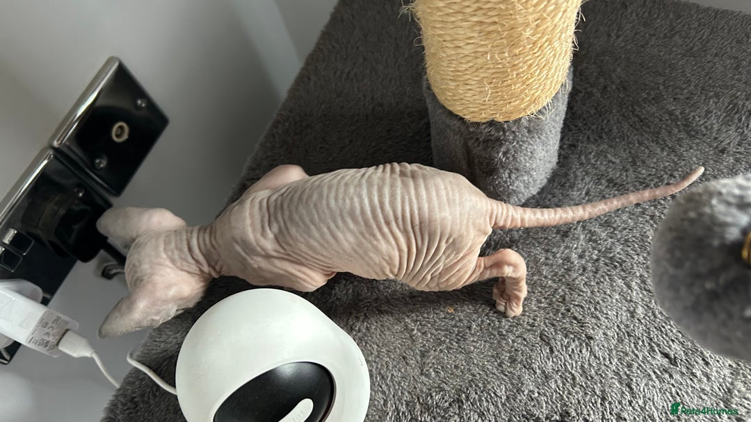 Sphynx cats for sale: Amazing colour Sphynx - Image 35
