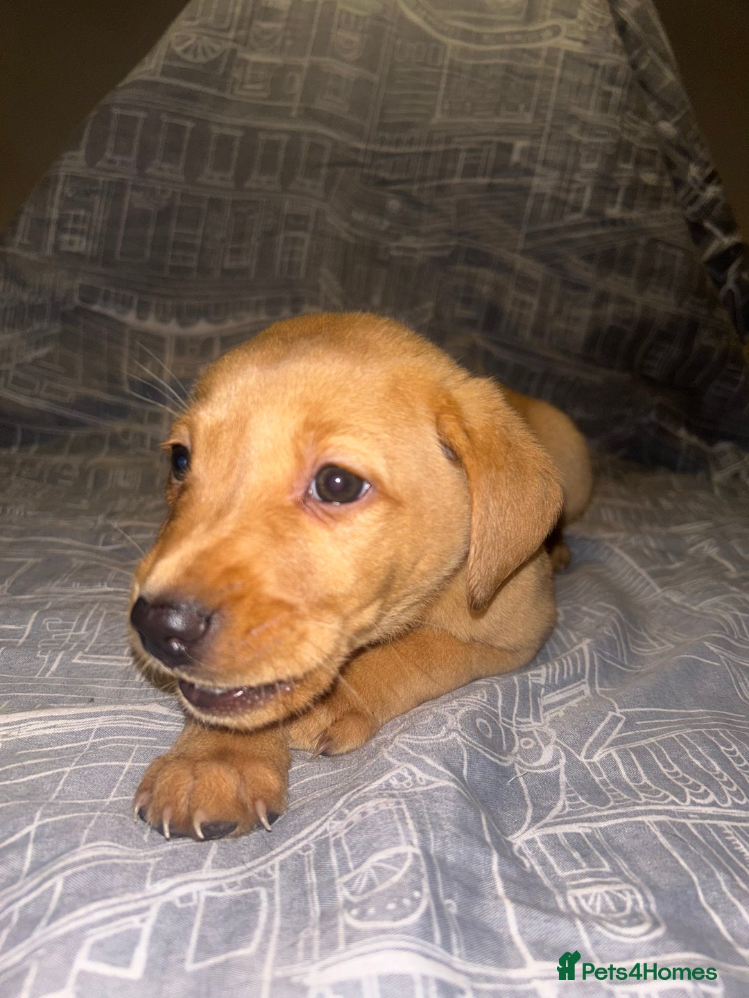 Labrador Retriever dogs for sale: 8 Labrador puppies for sale 🤍 - Advert 11