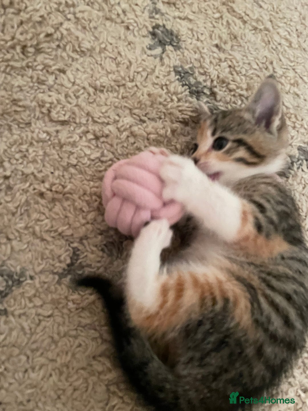European cats for sale: 8 weeks old - kittens  - Image 9