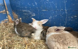 Mini Lop rabbits for sale: Mini lops ready to reserve  - Image 13