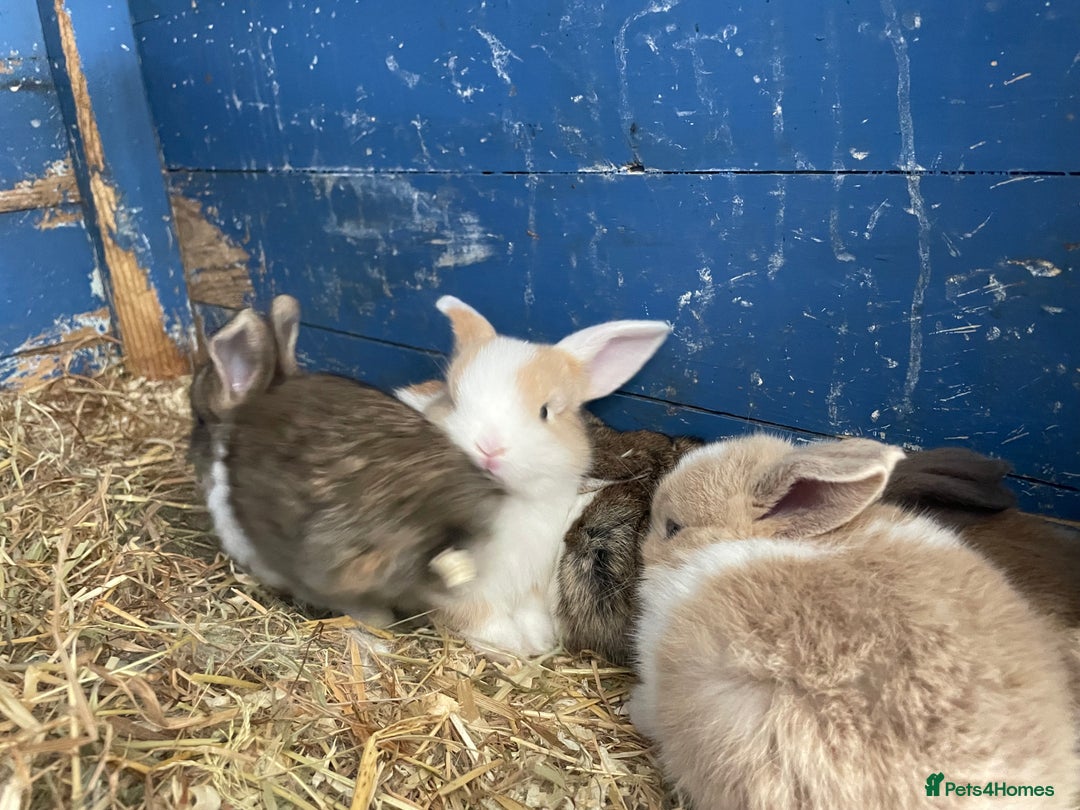 Mini Lop rabbits for sale: Mini lops ready to reserve  - Image 13