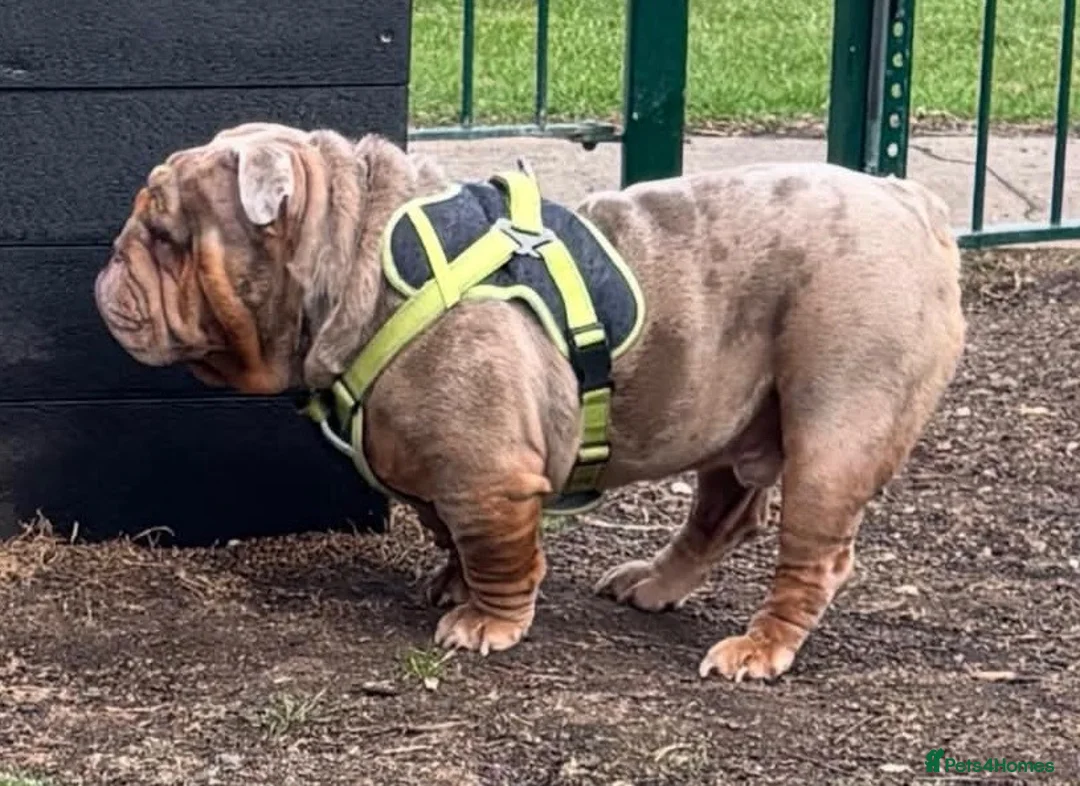 English Bulldog dogs for sale: English bulldog  in Middlesbrough - Advert 2