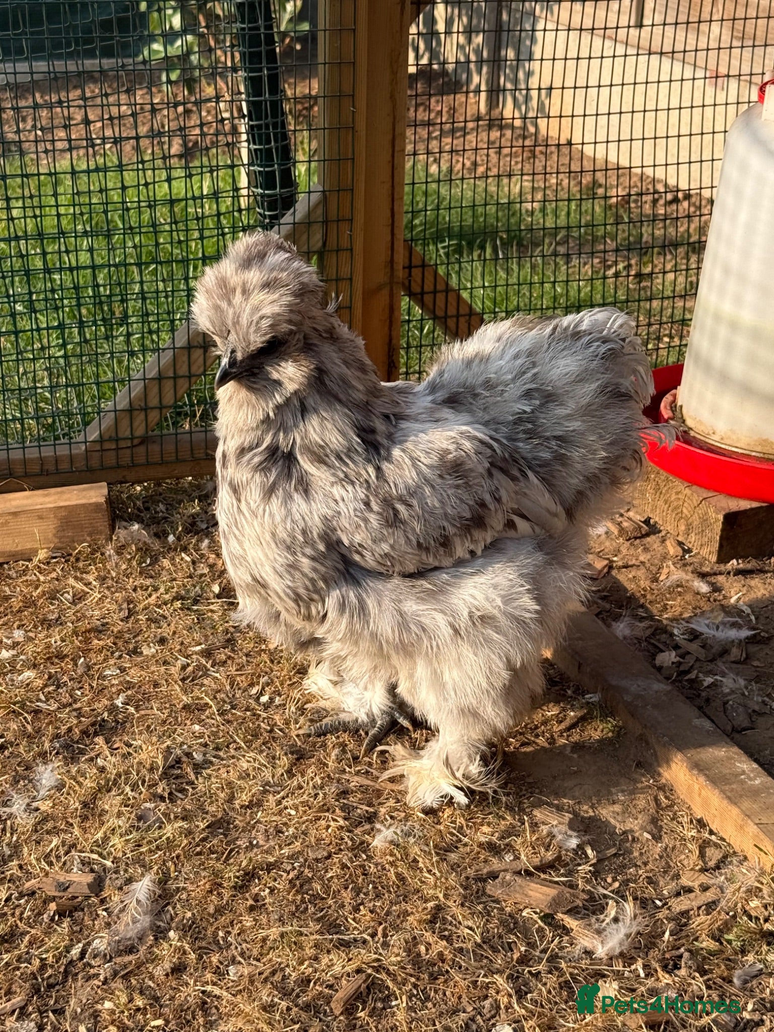 Chickens poultry USA silkie bantams  - Advert 11
